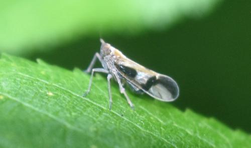 Euides speciosa